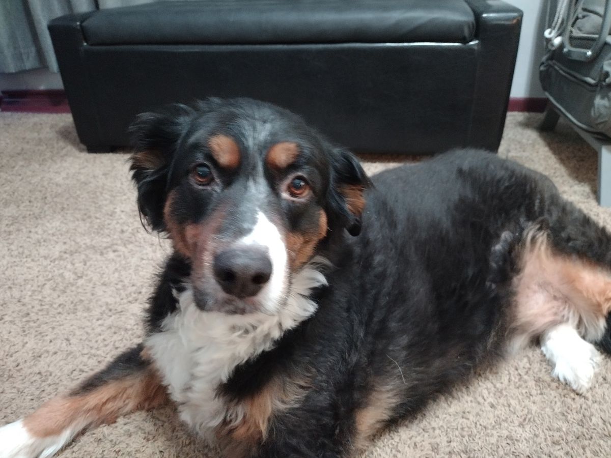 Bramlet, a tricolor dog with a white blaze, lying on a carpet.