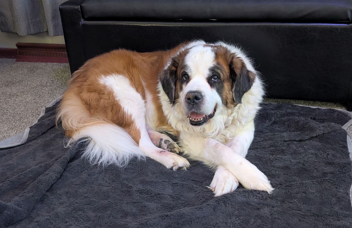 Xena, a large brown and white Saint Bernard, lying on a blanket.